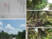 Bán rẻ 2 công đất trồng dừa giá 1,3 tỷ. LH 0356364919