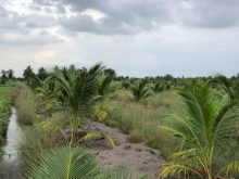 3.893 m2 đất lúa đang trồng dừa ấp 3 xã An Thạnh Bến Lức LA chỉ 700tr/ 1000m2