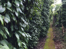 Bán 1,1ha đất nông nghiệp, canh tác ổn định nhiều năm, Sổ hồng chính chủ