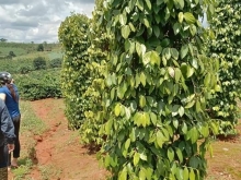 Hạ Đát 900triệu(bao sổ) cho 2,8ha tiêu,cà suối nguồn Thuận Hà Đắk Song