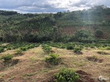 Bán 4,4 hecta đất trồng cây nông nghiệp đã có cây có đầy đủ cách ql14 500m