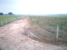 Bán đất trồng cây lâu năm Củ Chi. Sổ hồng riêng. Giá 580 triệu