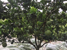 Bán đất vườn cam, bưởi đang thu hoạch sát sông Bé, gần chợ Tam Lập