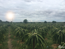 Bán lô đất 9679m2 , 250m2 thổ cư ngay thị trấn Lương Sơn 870tr