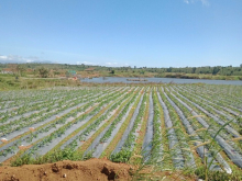 6.6ha rẫy ĐẠI LỘ sang tên, đầy đủ điện nước, Thuận Hà, Đắk Song