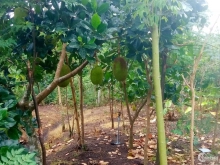 Vỡ nợ cuối năm bán gấp đất TP Long Khánh giá 400tr