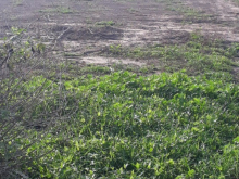 BÁN ĐẤT MẶT TIỀN ĐƯỜNG NHỰA XÃ LONG PHƯỚC-HUYỆN LONG THÀNH