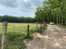 Đất chính chủ giáp suối sát trường tiểu học Dầu Tiếng Bình Dương