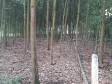 BÁN ĐẤT THỔ CƯ CHÍNH CHỦ TẠI SAO VÀNG -  THỌ XUÂN -THANH HÓA