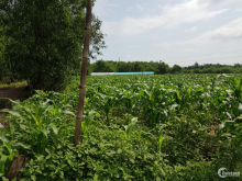 Bán 4,3 sào đất nông - lâm nghiệp tại thị trấn Đất Đỏ