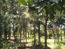 Bán  3000 mét đất kế bên dự án 2.270 KDL cần giờ