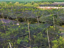 Bán đất vườn cam, bưởi đang thu hoạch sát Sông Bé, Tam Lập, Phú Giáo