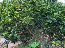 Đất trồng cây lâu năm 2575m2, chính chủ có sổ đỏ