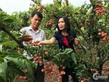 Cần Bán Gấp Đất Thổ Cư Và Đất Rẫy