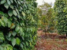 Gia đình chuyển định cư cần sang lại đất rẫy, tiêu cà, ao nhà đầy đủ