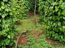 Chuyển định cư cần sang rẫy tiêu,cà. Điện bơm tưới đầy đủ