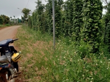 900 triệu Bao sang tên đất, rẫy mặt tiền Thuận Hà, Đắk Song