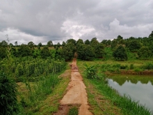 Kẹt nợ rao gấp quả đồi 10ha Đắk Song, trồng kín đất, bao sang sổ