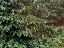 Sang 10ha đồi sình, đủ cây công nghiệp,ao điện bơm tưới thỏa máThuận Hà Đắk Song