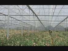 Bán đất đang thu hoach bông hồng hằng ngayg