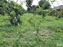 Bán vườn bưởi Bình Lợi, Vĩnh Cửu, 700m có 300m thổ cư.Giá 2ty480.