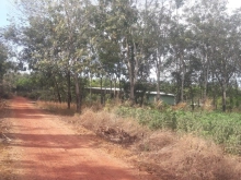 Cần bán gấp lô đất (15x72) gần chợ Minh Đức sát ĐH704 – Dầu Tiếng