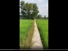 Bán 1000m2 đất xã Tân Lân huyện Cần Đước