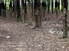 Bán đất mẫu huyện Dầu tiếng, Bình Dương. Diện tích hơn 1,8ha(có 200m2 thổ cư).