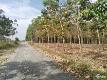 Bán đất Vĩnh Tân Tân Uyên. Diện tích 3.515m2. Đất CLN, quy hoạch SKC. Đường 6 m