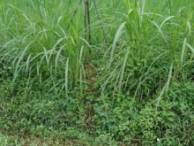 Bán nhanh vài lô đất đẹp mặt đường nhựa, giá chỉ 3xxtr.