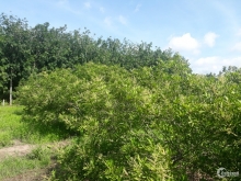 Bán gấp vườn nhãn xuồng 2 x 1.6tỷ mẫu = 3.2 tỷ