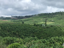 Mua bán đất Huyện Di Linh, Lâm Đồng, bán đất thổ cư, |đất vườn