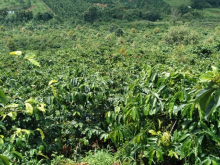 Cần bán gấp 3ha đất rẩy cafe mắc ca sầu riêng