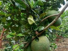 Siêu phẩm vườn trái cây Xuân Bắc-Xuân Lộc-ĐNai Dt : 1 mẫu 4