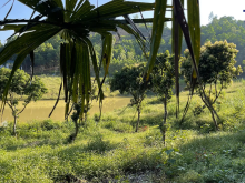 Đẹp Số 1 Yên Bài Ba Vì Lô đất 4983m2 Giá Chỉ Hơn 2tr/1m2 Liên Hệ A Tiến