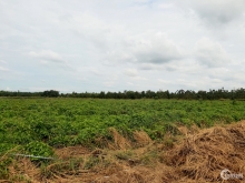 Đất nền tttx bình long nằm liền kề kdc trang trại hiện hữu