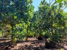 Đất vườn trái cây mặt tiền đường hiện hữu, 1000m2 chỉ 630 triệu.