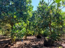 Đất vườn trái cây mặt tiền đường hiện hữu, 1000m2 chỉ 630 triệu.