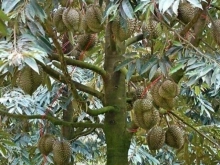 3 Sào (3000m2) Vườn Cây Ăn Trái Cần Bán Gấp