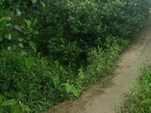 Bán đất trồng sầu riêng 5 năm cần bán gắp