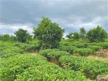 Chính Chủ Cần Bán Mảnh Đất Vườn Đẹp Đối Diện Khu Nghĩ Dưỡng Homestay