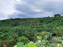 600Tr/Sào Có Ngay Mảnh Đất Vườn Siêu Đẹp Tại Di Linh - Lâm Đồng