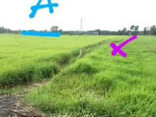 Bán đất vườn hai xẹt của Tỉnh lộ 15, nằm giữa 2 con kênh có đường bờ bao rộng.