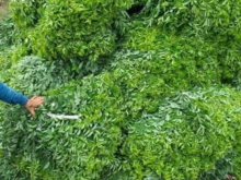 Bờ sông la ngà phú diền 28000m2 giá 6ty500 triệu