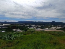 Bán đất biệt thự, sổ riêng, Xuân Thọ, tp. Đà Lạt  Diện tích 260 m2: 15 x 17,4m,