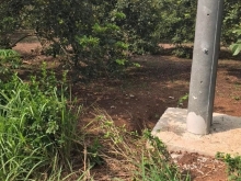 Vườn cẩm mỹ Vườn trái cây .chôm chôm mít bưởi