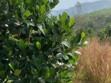 cần bán 4.8 xào đất đạ hoai lâm đồng