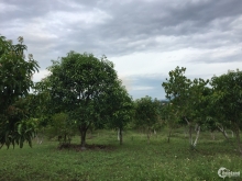 Đất rừng sản xuất giá rẻ Diên Thọ