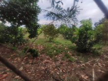 7900m2 vườn cây ăn trái Hưng Lộc