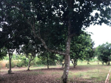 2sào liền kề vườn chôm chôm lâu năm tại xã Hưng Lộc (sổ riêng từng sào)